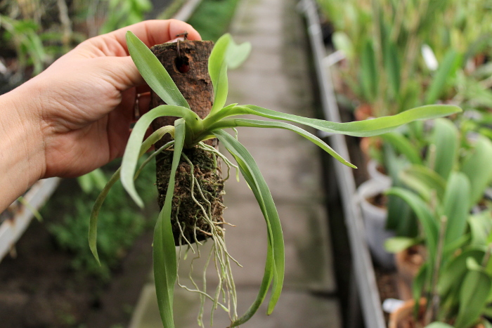 Aeranthes grandiflora2.JPG