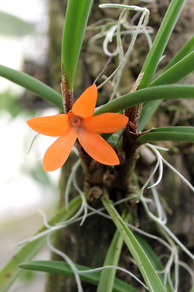 Ceratostylis rubra.JPG