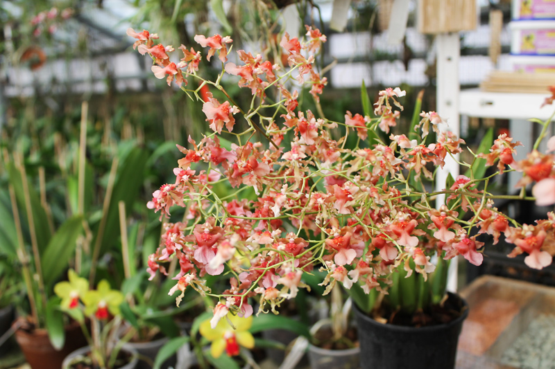 Miltonidium Rosy Sunset.jpg