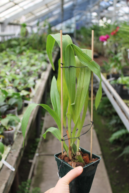 Zygopetalum 'Rhein Moonlight'.jpg
