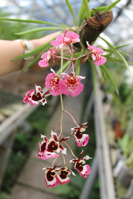 Oncidium (Tolumnia) hybrids.jpg
