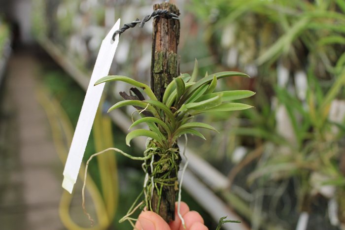 Oncidium (Tolumnia) Midas.jpg