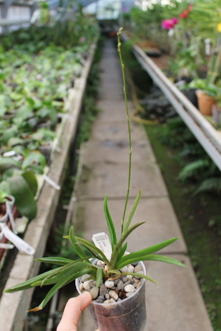 Tolumnia Jairak Rainbow 'Charming'.jpg