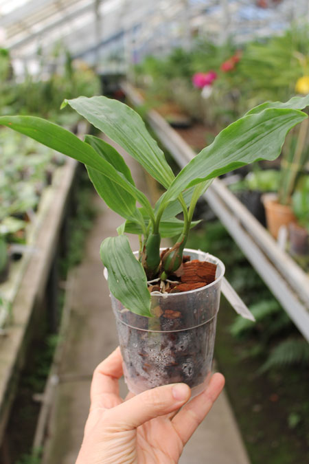 Pholidota chinensis.jpg