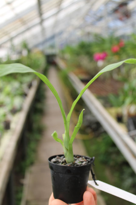 Cycnoches loddigesii.jpg