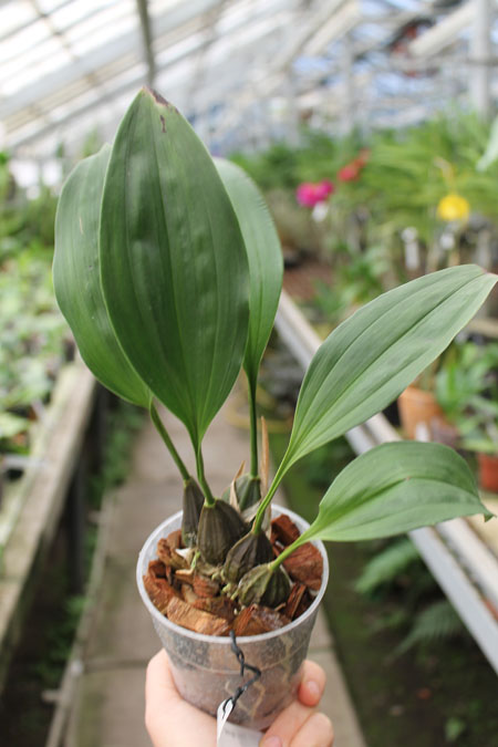 Stanhopea tigrina.jpg