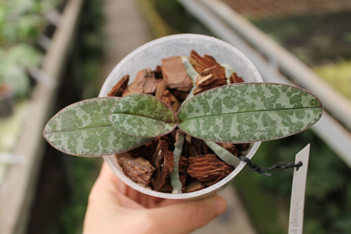 Phalaenopsis Philadelphia.jpg