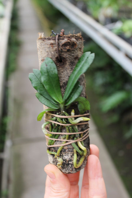 Aerangis mystacidii.jpg