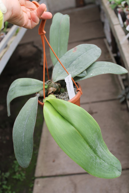 Bulbophyllum phalaenopsis.jpg