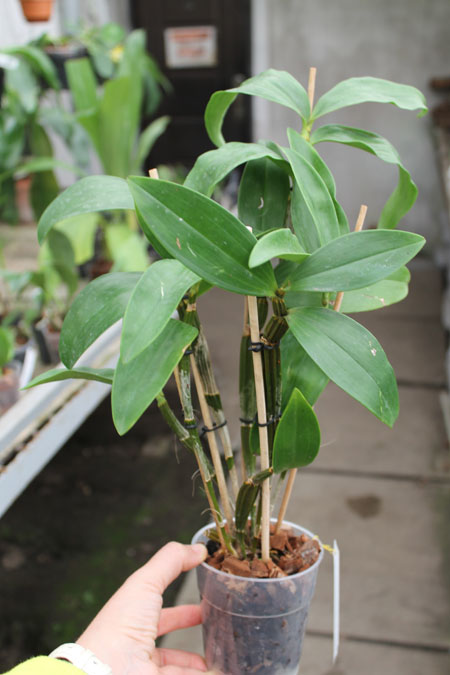 Dendrobium thyrsiflorum.jpg