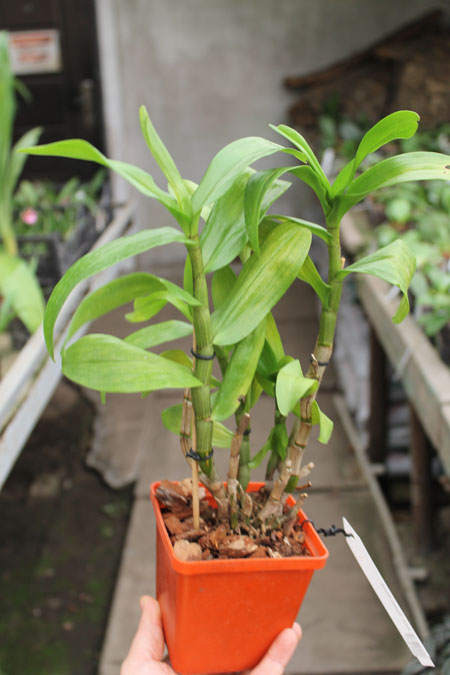 Dendrobium Dawn Marie.jpg