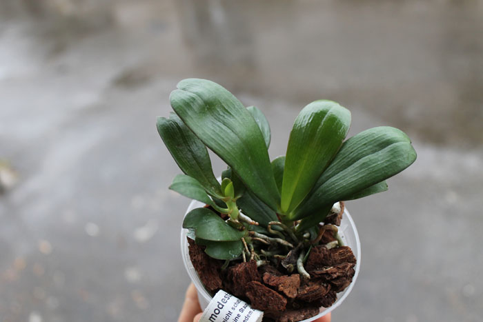 Aerangis distincta x modesta.jpg