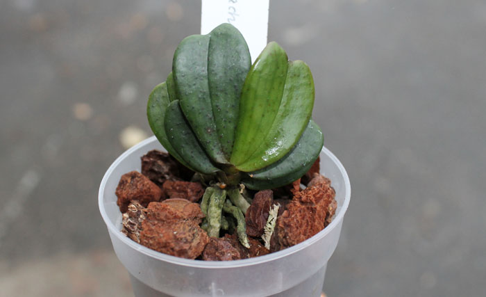 Aerangis brachycarpa.jpg