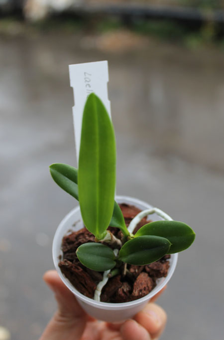 Laelia pumila alba.jpg