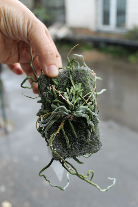 Chiloschista segawai.jpg