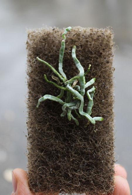 Microcoelia species.jpg