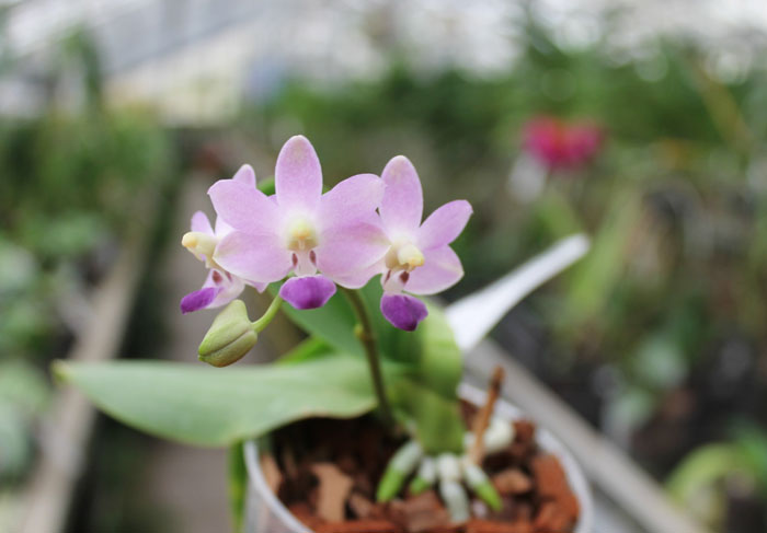 Phalaenopsis Purple Martin '4N' x Tying Shin Blue Jay 'blue'.jpg