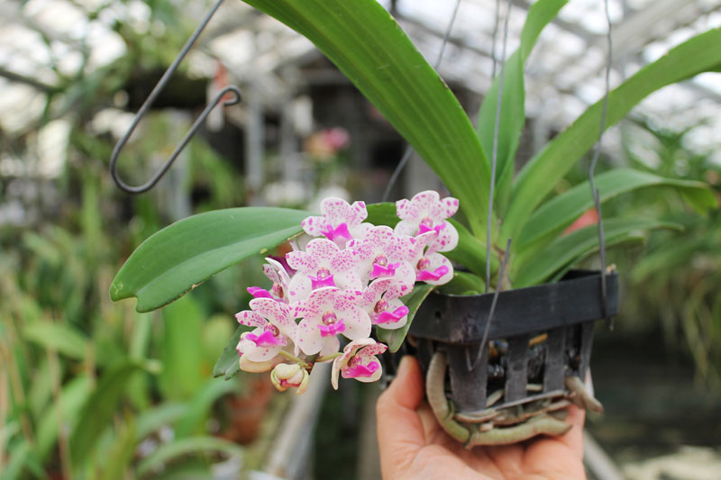 Rhynchostylis gigantea spot.jpg