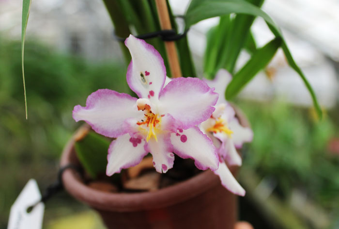 Wilsonara Opalescent 'On The Edge'.jpg