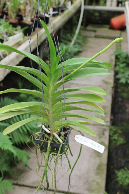 Vanda Pak Chong Blue.jpg