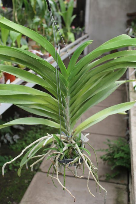 Vanda Apec Blue.jpg