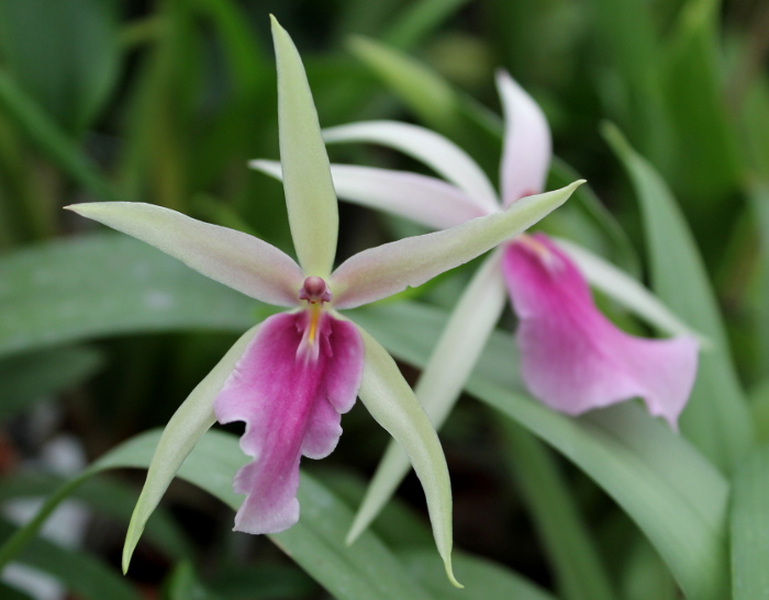 Miltassia Estrelita 'Sweet Senorita'.JPG