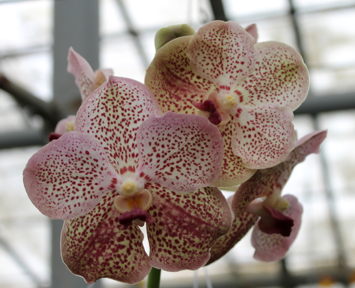 Vanda Kultana Gold x Vanda Patcharee's Delight.JPG