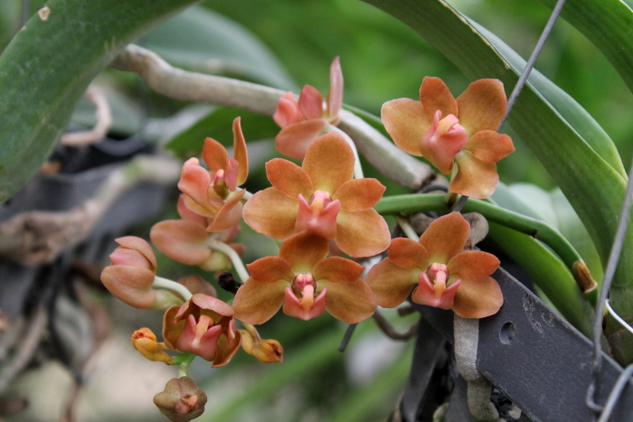 Rhynchostylis gigantea Orange.JPG