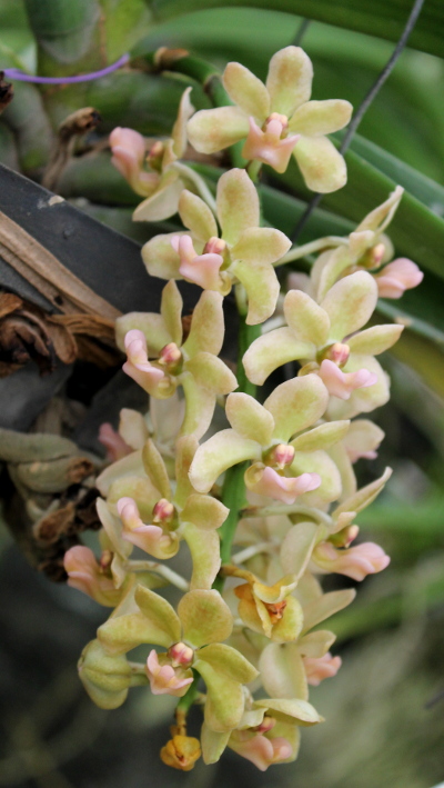Rhynchostylis gigantea Orange2.JPG