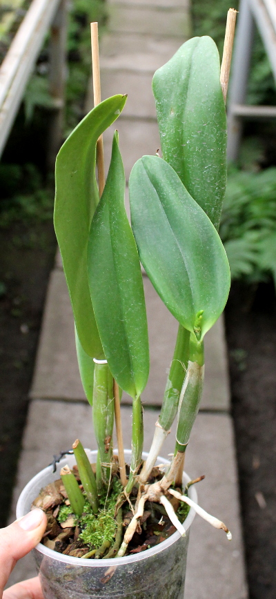 Potinara Chief Sweet Orange 'Sweet Orange'.JPG