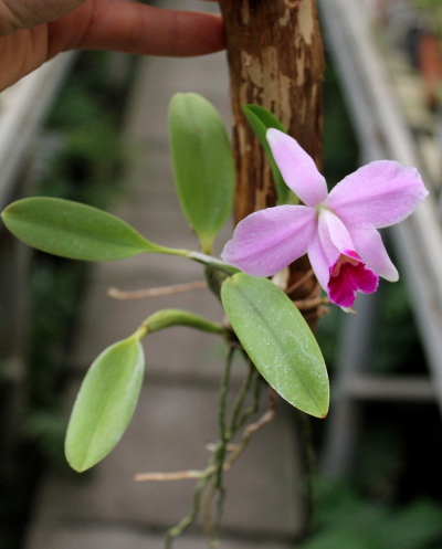 Laelia pumila amoena 'AWZ' х Laelia pumila alba 'HI.JPG