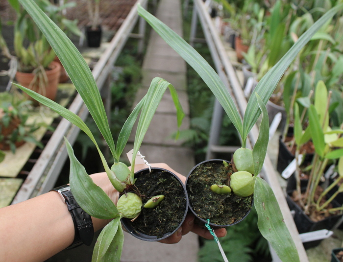 Lycaste dyeriana.JPG