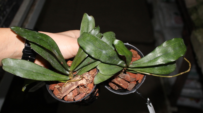 Aerangis biloba .JPG