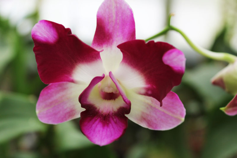 Dendrobium Star Fantasy.jpg