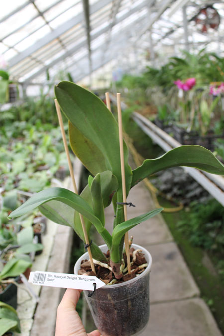 Brassolaeliocattleya Haadyai Delight 'Bangprom Gold' (Angkinantana x Destiny).jpg