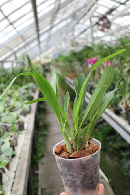 Oncidium Twinkle 'Red Fantasy'.jpg