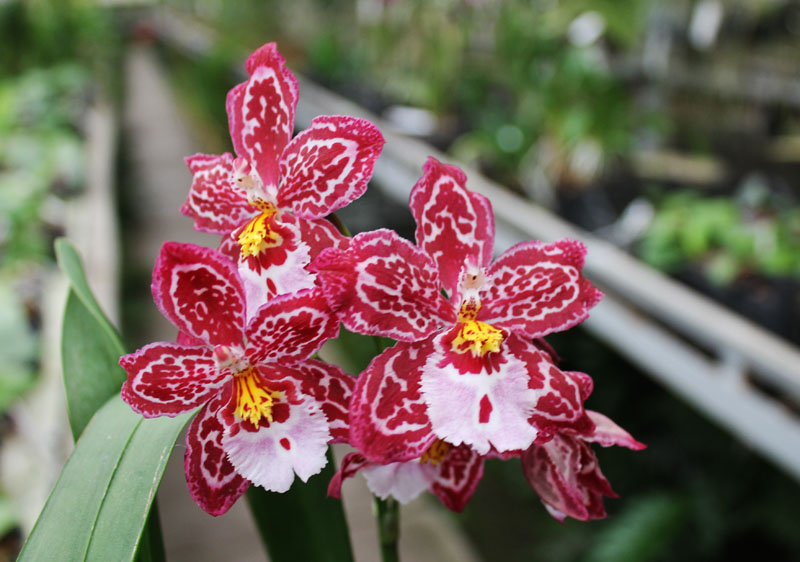 Vuylstekeara Yokara 'Perfection' x Oncidium leucochillum.jpg