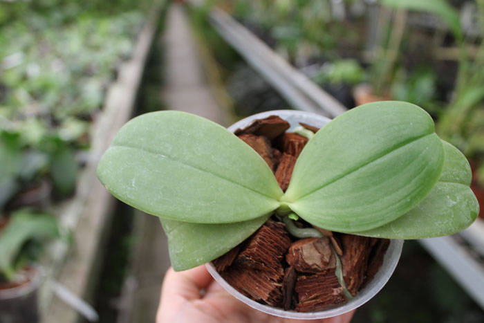Phalaenopsis bellina 'blue'.jpg