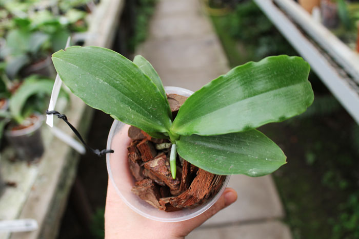 Phalaenopsis tetraspis x lueddemanniana.jpg