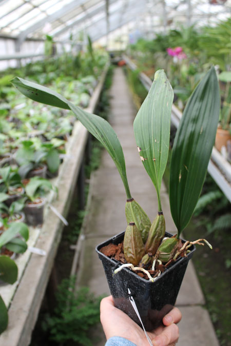 Bifrenaria tyrianthina trilabelo x Bifrenaria tyrianthina escura-flamea (SC).jpg