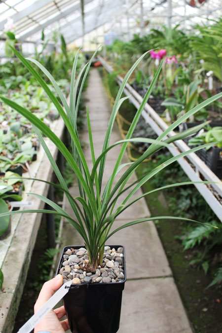 Cymbidium goeringii.jpg