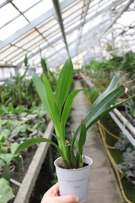 Epidendrum Green Hornet x Epicattleya Miva Etoile Noire.jpg