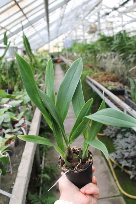 Encyclia (vitellinum x michuacana) x vitellinum.jpg