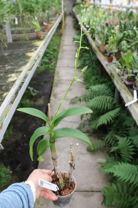 Dendrobium Somkiet Blue.jpg