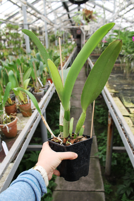 Rhyncholaeliocattleya Blanche Aisaka 'Yuki'.jpg