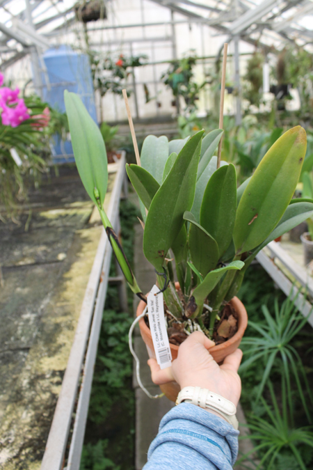 Laeliocattleya Chan Hsiu Jewel 'San Mei'.jpg