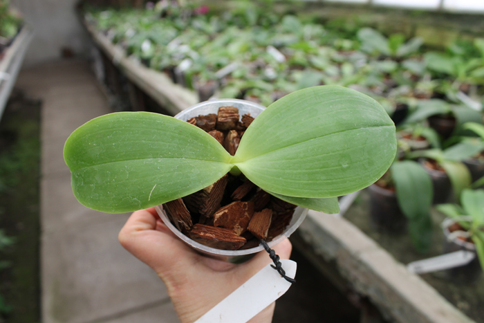 Phalaenopsis gigantea x Brother Ambo Passion.jpg