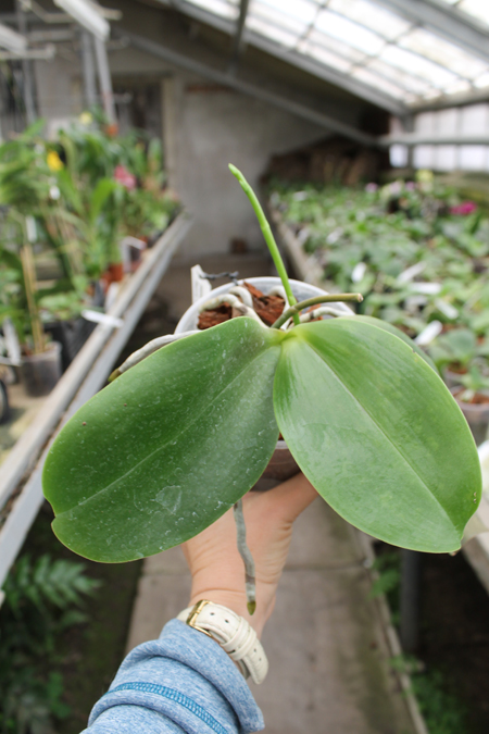 Phalaenopsis Sogo Pony 'YS'.jpg