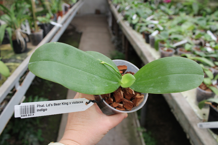 Phalaenopsis Ld's Bear King x violacea indigo.jpg