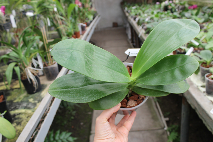 Phalaenopsis Chienlung Violet Canary.jpg